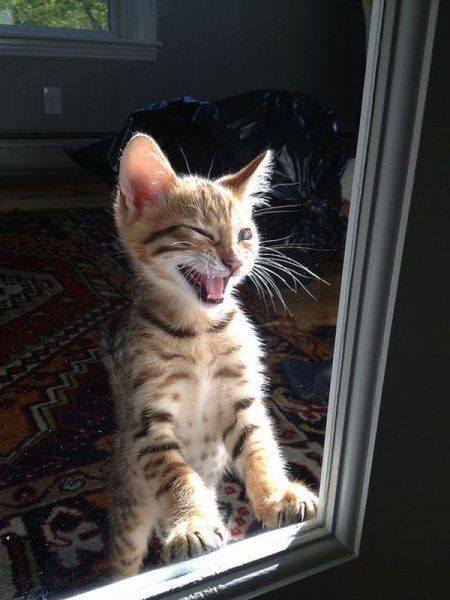 Прикольные картинки (102 фото)