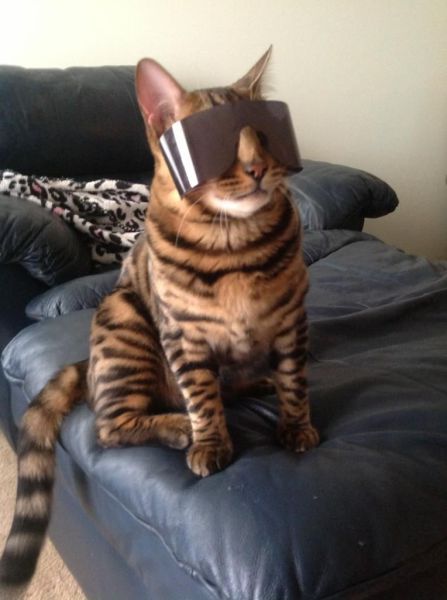 Прикольные картинки (102 фото)