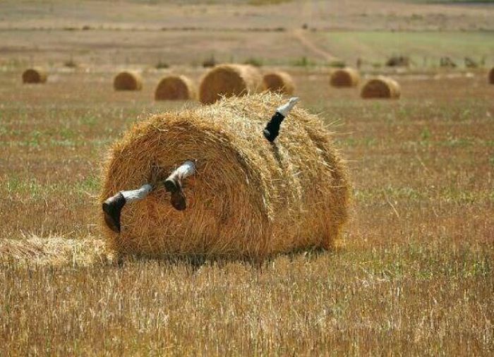 Прикольные картинки (100 фото)