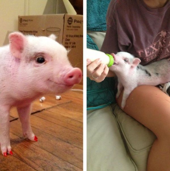 Прикольные картинки (110 фото)