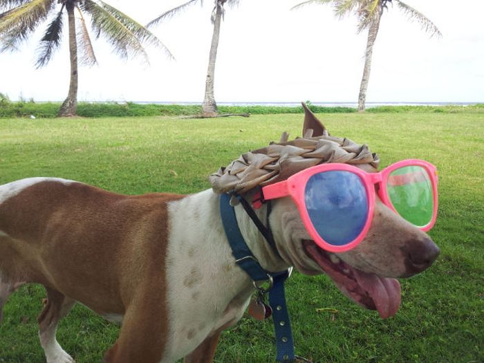 Прикольные картинки (103 фото)