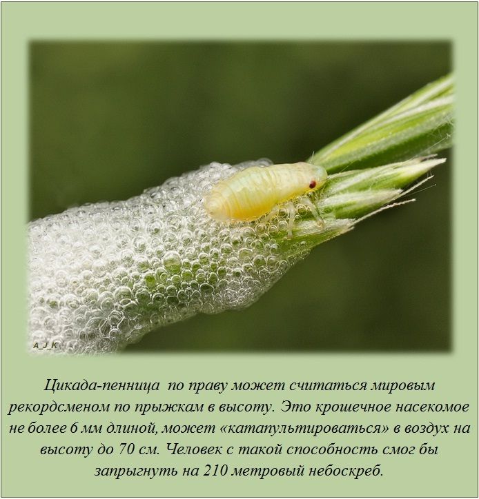 Факты обо всем на свете (20 фото)