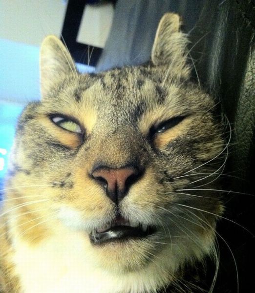 Прикольные картинки (84 фото)