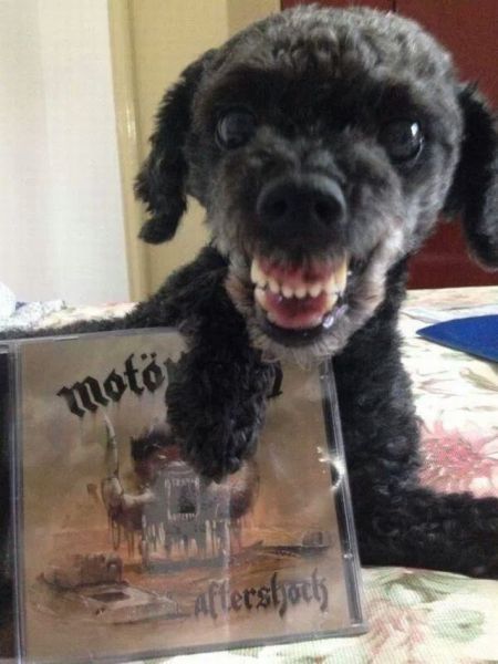 Прикольные картинки (84 фото)