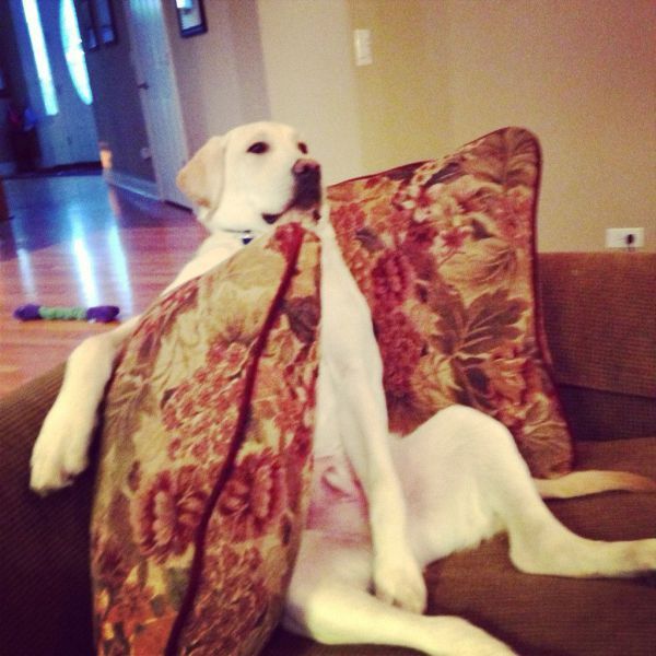 Прикольные картинки (120 фото)