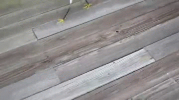 Классные гифки (25 гифок)