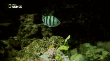 Классные гифки (25 гифок)