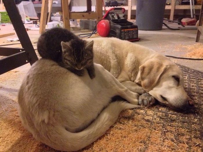 Прикольные картинки (125 фото)