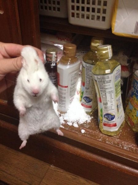 Прикольные картинки (125 фото)