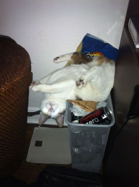 Прикольные картинки (122 фото)