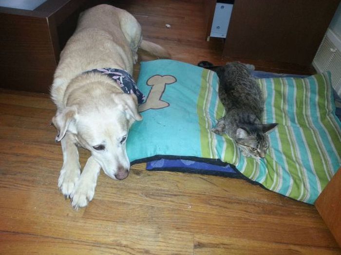 Прикольные картинки (122 фото)