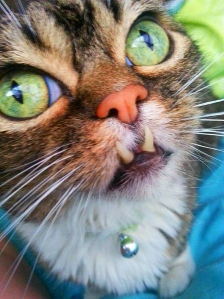 Прикольные картинки (122 фото)