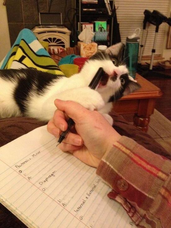 Прикольные картинки (134 фото)