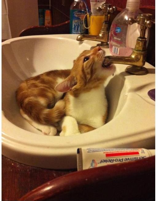 Прикольные картинки (134 фото)