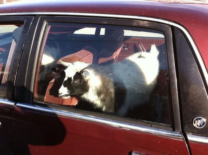 Прикольные картинки (91 фото)