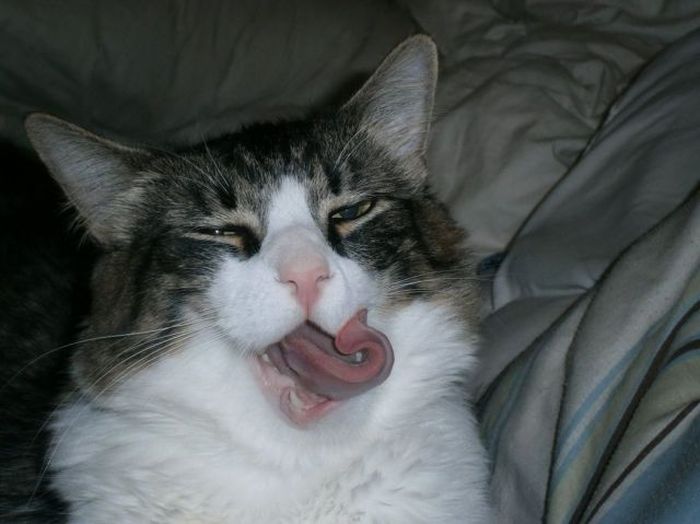 Прикольные картинки (113 фото)