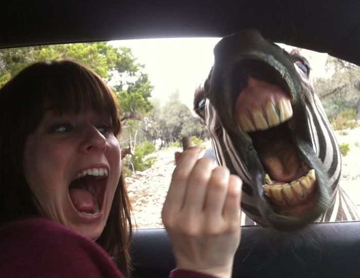 Прикольные картинки (113 фото)