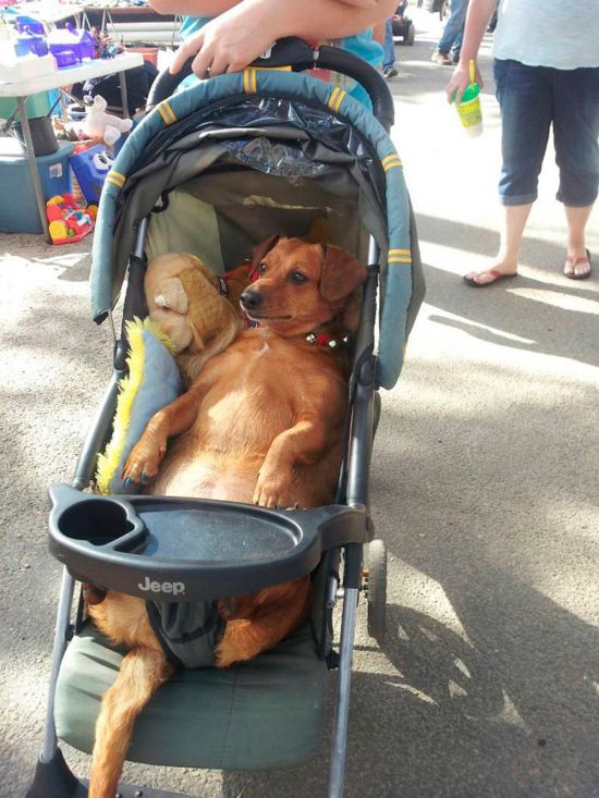 Прикольные картинки (113 фото)