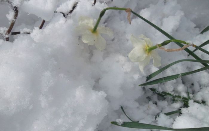 В россии март не всегда. Ждем снега !!! В марте. Зацвело в марте и выпал снег. Снега в конце апреля картинки красивые.