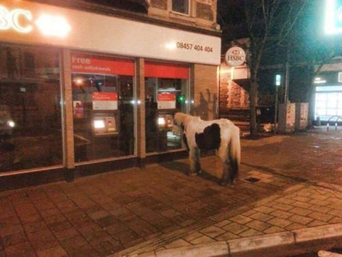 Прикольные картинки (95 фото)