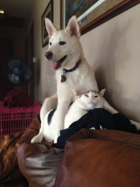 Прикольные картинки (95 фото)