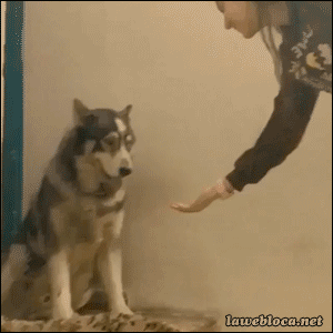 Классные гифки (25 гифок)