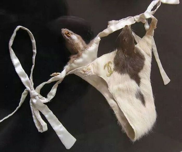 Прикольные картинки (130 фото)