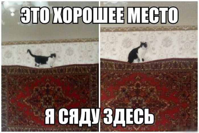 Прикольные картинки (130 фото)