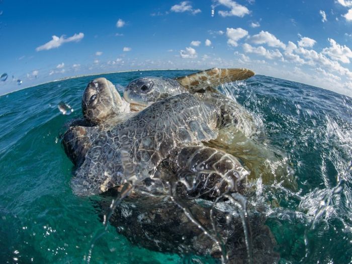 Прикольные картинки (130 фото)