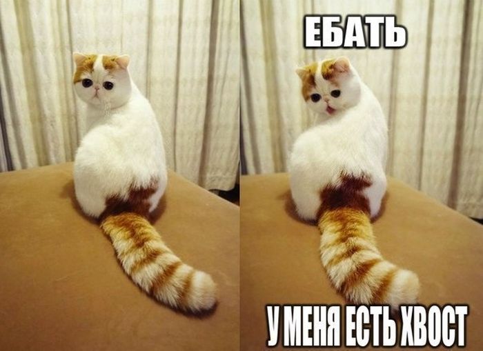 Прикольные картинки (130 фото)