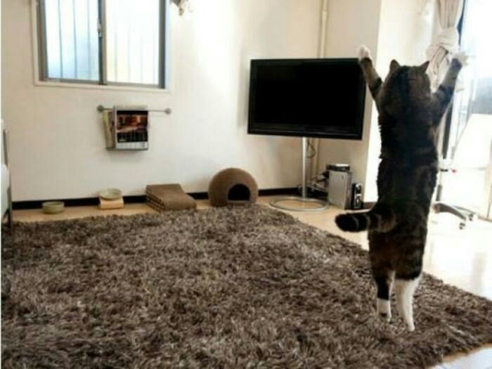 Прикольные картинки (114 фото)