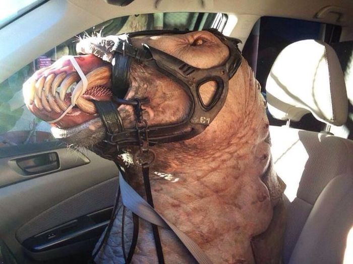 Прикольные картинки (116 фото)