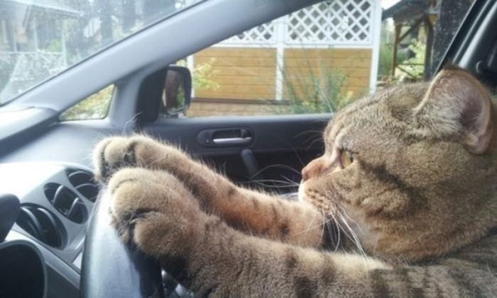 Прикольные картинки (116 фото)