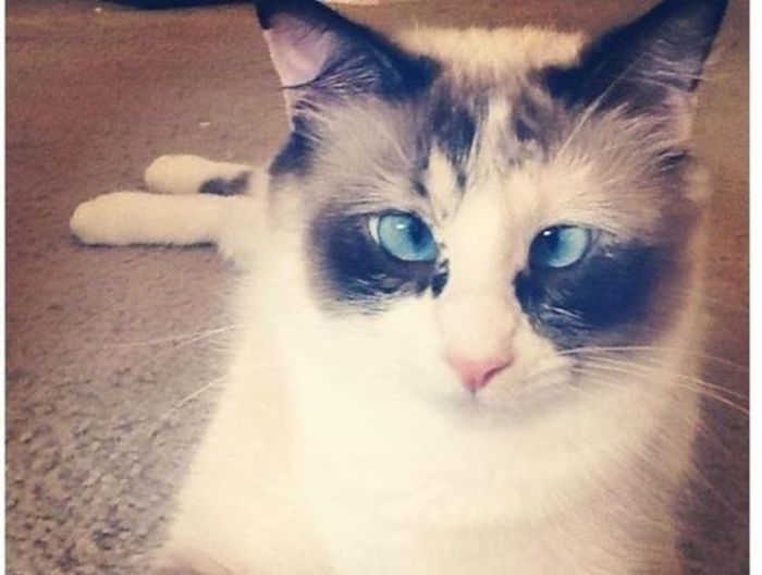 Прикольные картинки (101 фото)