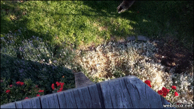 Классные гифки (25 гифок)