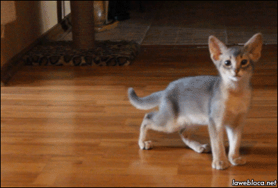 Классные гифки (25 гифок)