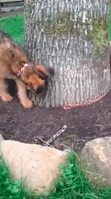 Классные гифки (25 гифок)