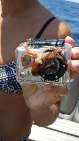 Прикольные картинки (101 фото)