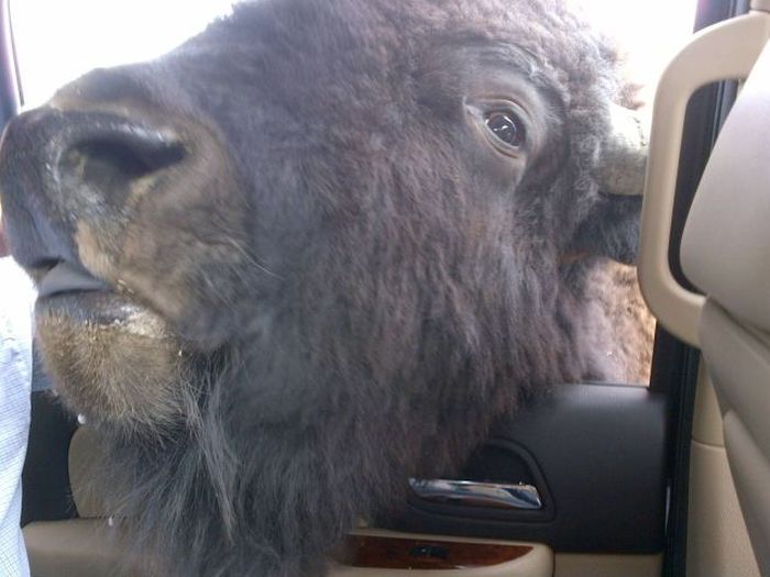 Прикольные картинки (103 фото)