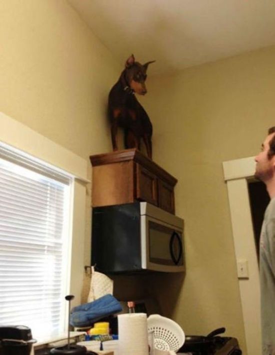 Прикольные картинки (103 фото)