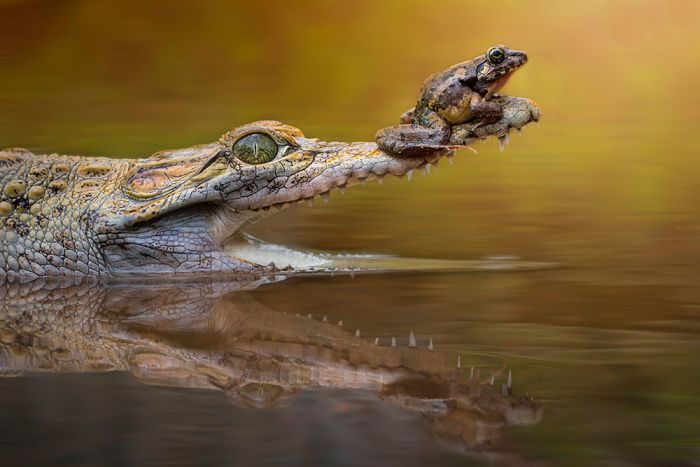 Прикольные картинки (103 фото)