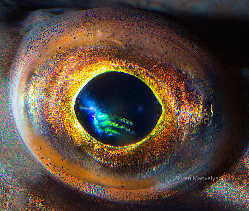 Глазки рыбок. Сурен Манвелян глаза животных. Глаз рыбы. Рыбий глаз. Рыбьи глазки.