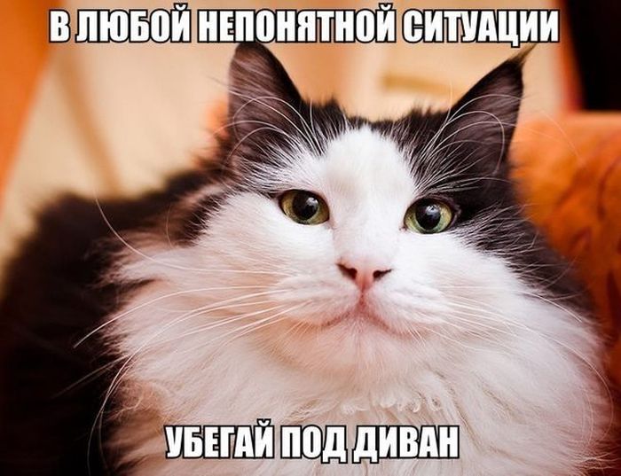 Прикольные картинки (104 фото)