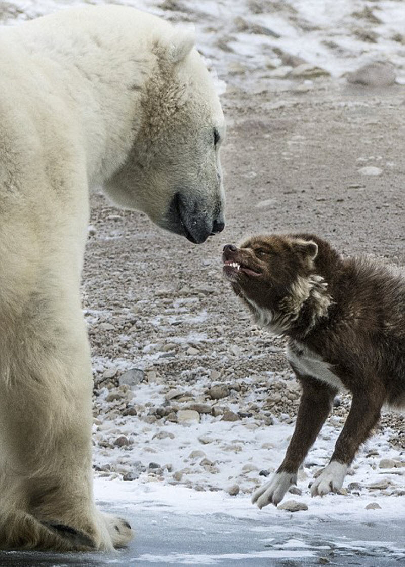 Видео собака привела медведей. Медведь против белого медведя. Белый медведь и волк. Дружба белого медведя и собаки. Собака белый медведь.