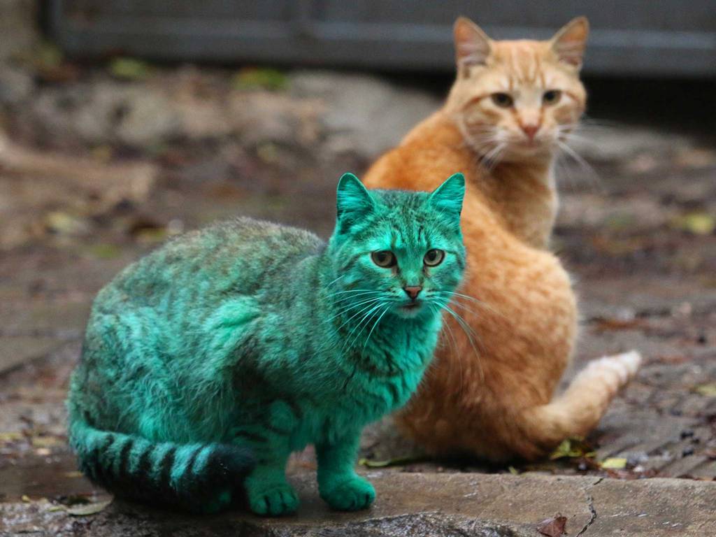 Какие бывают настоящие. Зеленый кот Варна. Зеленая кошка. Редкие кошки. Необычные кошки.
