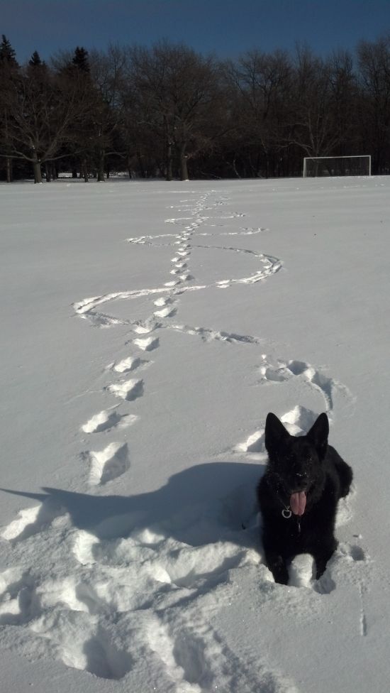 Прикольные картинки (103 фото)