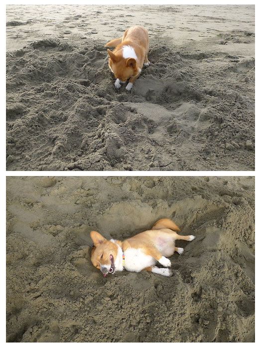 Прикольные картинки (103 фото)