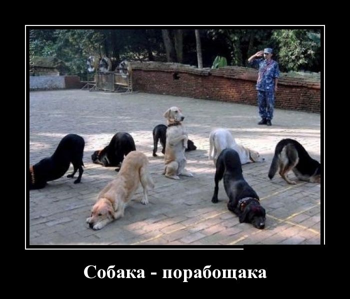 Демотиваторы (30 фото)