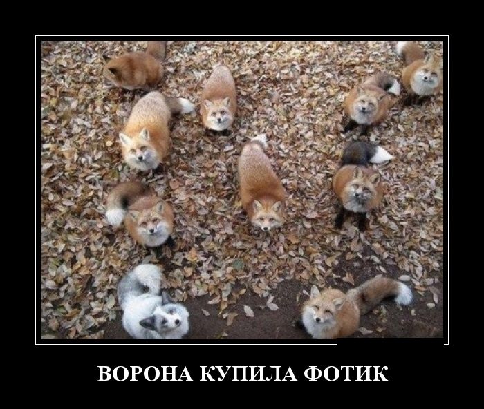 Демотиваторы (30 фото)