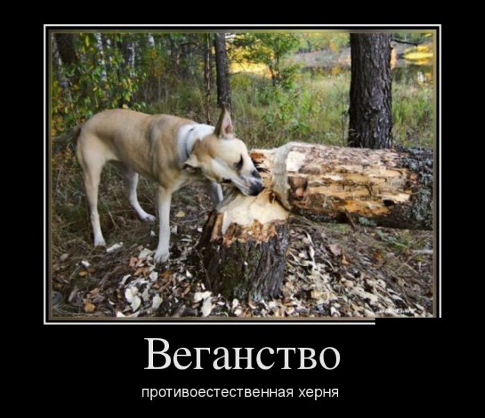 Демотиваторы (30 фото)